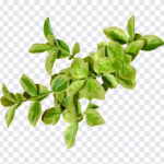 Fortunes Spindle Plant Leaves, Fortunes Spindle Plant, Fortunes Spindle Plant Leaves PNG, Leaves PNG, Green Leaves, Fortunes Spindle, PNG, PNG Images, Transparent Files, png free, png file,
