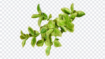 Fortunes Spindle Plant Leaves, Fortunes Spindle Plant, Fortunes Spindle Plant Leaves PNG, Leaves PNG, Green Leaves, Fortunes Spindle, PNG, PNG Images, Transparent Files, png free, png file,