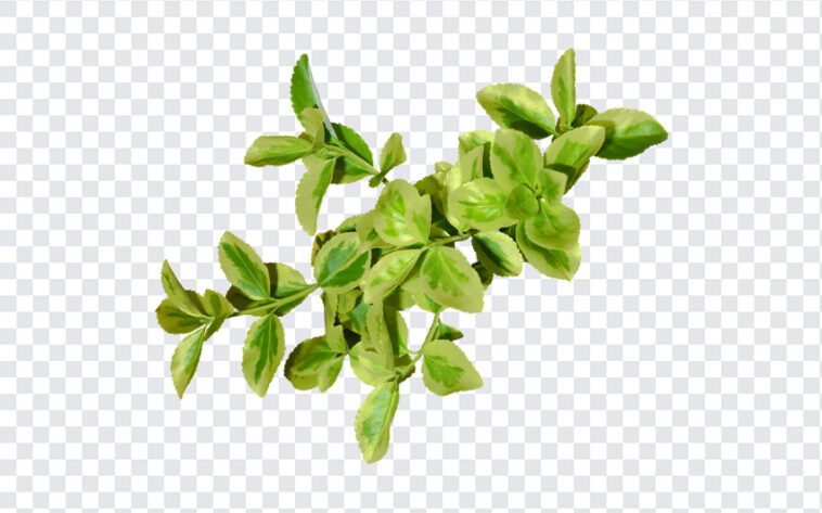 Fortunes Spindle Plant Leaves, Fortunes Spindle Plant, Fortunes Spindle Plant Leaves PNG, Leaves PNG, Green Leaves, Fortunes Spindle, PNG, PNG Images, Transparent Files, png free, png file,