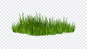 Grass, Grass PNG, PNG, PNG Images, Transparent Files, png free, png file, Free PNG, png download,