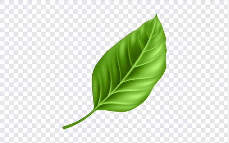 Leaf Clipart, Leaf, Leaf Clipart PNG, Leaf PNGs, PNG, PNG Images, Transparent Files, png free, png file,