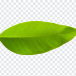 Leaf, Leaf PNG, Green Leaf PNG, Green, PNG, PNG Images, Transparent Files, png free, png file,