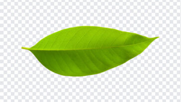 Leaf, Leaf PNG, Green Leaf PNG, Green, PNG, PNG Images, Transparent Files, png free, png file,