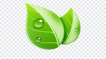 Leaves with Water Drop Clipart, Leaves with Water Drop, Leaves with Water Drop Clipart PNG, Leaves with Water, PNG, PNG Images, Transparent Files, png free, png file,