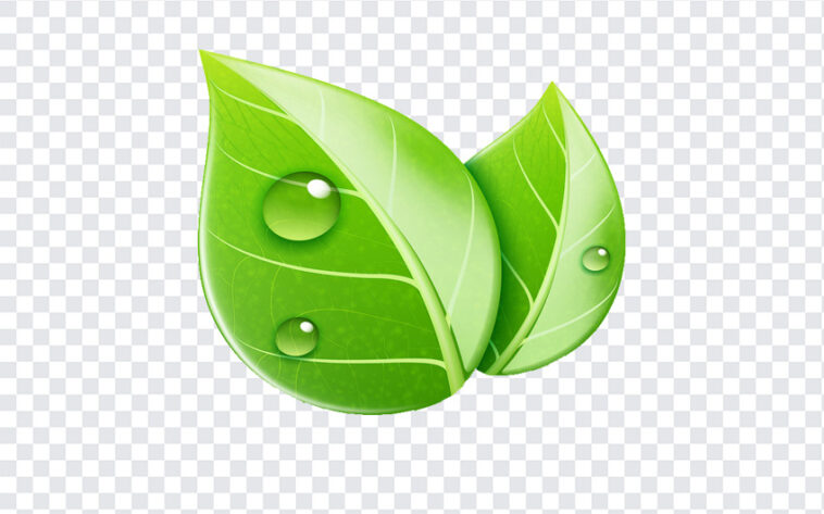 Leaves with Water Drop Clipart, Leaves with Water Drop, Leaves with Water Drop Clipart PNG, Leaves with Water, PNG, PNG Images, Transparent Files, png free, png file,