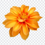 Orange Dahlia Flower, Orange Dahlia, Orange Dahlia Flower PNG, Orange, flower png, Flowers PNG, PNG, PNG Images, Transparent Files, png free, png file, Free PNG, png download,