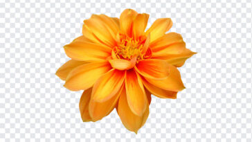 Orange Dahlia Flower, Orange Dahlia, Orange Dahlia Flower PNG, Orange, flower png, Flowers PNG, PNG, PNG Images, Transparent Files, png free, png file, Free PNG, png download,