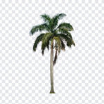 Palm Tree, Palm, Palm Tree PNG, PNG, PNG Images, Transparent Files, png free, png file, Free PNG, png download,