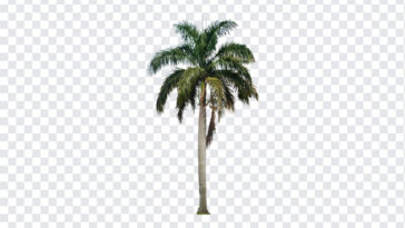 Palm Tree, Palm, Palm Tree PNG, PNG, PNG Images, Transparent Files, png free, png file, Free PNG, png download,