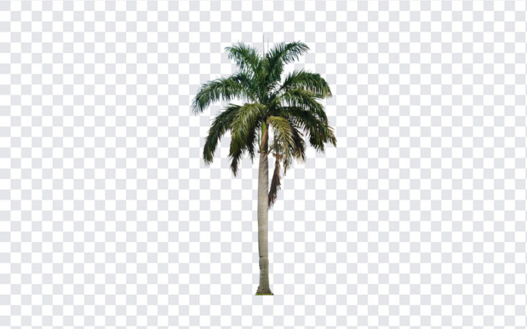 Palm Tree, Palm, Palm Tree PNG, PNG, PNG Images, Transparent Files, png free, png file, Free PNG, png download,