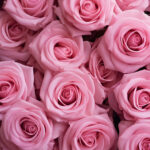 Pink Roses Background, Pink Roses, Roses Background, Flower Background, Flowers, Flower PNG, HD Background, Free Wallpaper,s PNG, PNG Images, Transparent Files, png free, png file, Free PNG, png download,