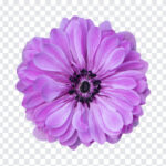 Purple Zinnia Flower, Purple Zinnia, Purple Zinnia Flower PNG, Purple, Flower PNG, Transparent Flower Image, PNG, PNG Images, Transparent Files, png free, png file, Free PNG, png download,