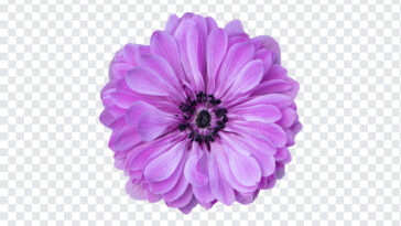 Purple Zinnia Flower, Purple Zinnia, Purple Zinnia Flower PNG, Purple, Flower PNG, Transparent Flower Image, PNG, PNG Images, Transparent Files, png free, png file, Free PNG, png download,