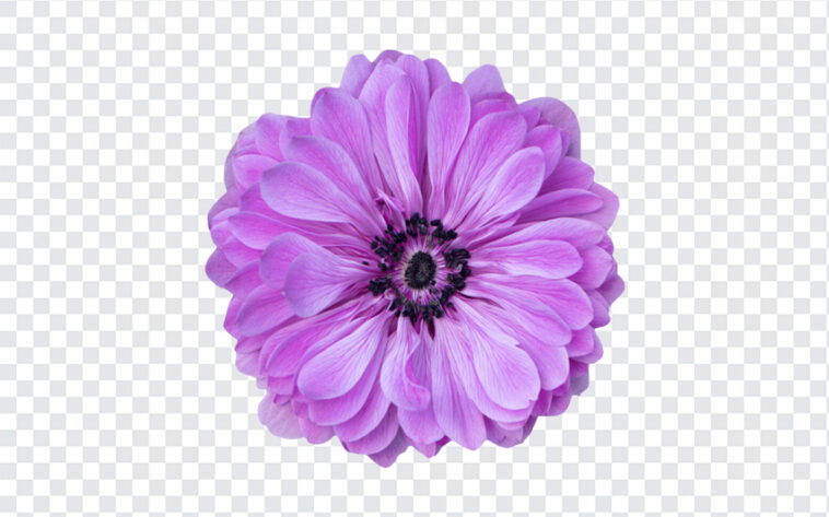 Purple Zinnia Flower, Purple Zinnia, Purple Zinnia Flower PNG, Purple, Flower PNG, Transparent Flower Image, PNG, PNG Images, Transparent Files, png free, png file, Free PNG, png download,