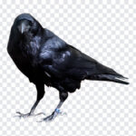 Raven Bird, Raven, Raven Bird PNG, Bird PNG, PNG, PNG Images, Transparent Files, png free, png file, Free PNG, png download,