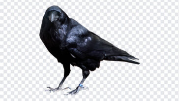 Raven Bird, Raven, Raven Bird PNG, Bird PNG, PNG, PNG Images, Transparent Files, png free, png file, Free PNG, png download,