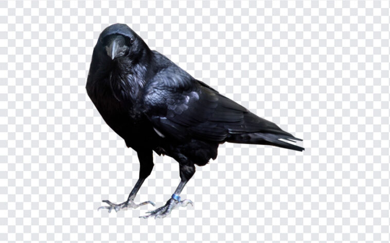 Raven Bird, Raven, Raven Bird PNG, Bird PNG, PNG, PNG Images, Transparent Files, png free, png file, Free PNG, png download,