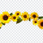 Sunflower Arch, Sunflower, Sunflower Arch PNG, Sunflower PNG, PNG, PNG Images, Transparent Files, png free, png file,