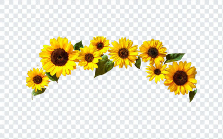 Sunflower Arch, Sunflower, Sunflower Arch PNG, Sunflower PNG, PNG, PNG Images, Transparent Files, png free, png file,