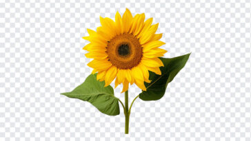 Sunflower, Flower PNG, Sunflower PNG, Flowers, Floral, PNG, PNG Images, Transparent Files, png free, png file, Free PNG, png download,