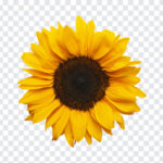 Sunflower, Sunflower PNG, PNG, PNG Images, Transparent Files, png free, png file,
