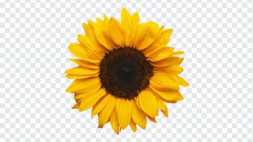 Sunflower, Sunflower PNG, PNG, PNG Images, Transparent Files, png free, png file,