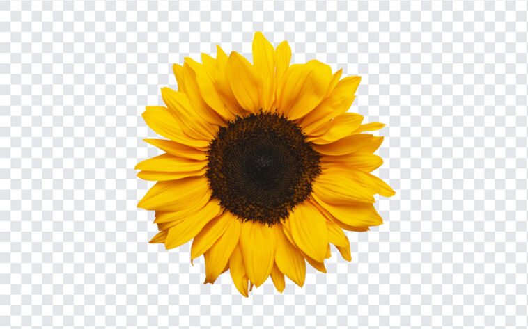 Sunflower, Sunflower PNG, PNG, PNG Images, Transparent Files, png free, png file,