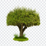 Transparent Tree, Transparent, Transparent Tree PNG, Tree PNG, Green Tree PNG, PNG, PNG Images, Transparent Files, png free, png file,