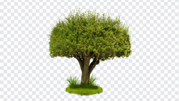 Transparent Tree, Transparent, Transparent Tree PNG, Tree PNG, Green Tree PNG, PNG, PNG Images, Transparent Files, png free, png file,