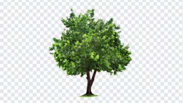 Tree, Tree PNG, PNG, PNG Images, Transparent Files, png free, png file, Free PNG, png download,
