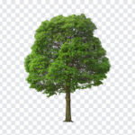 Tree Transparent, Tree, Tree Transparent PNG, Tree PNG, PNG, PNG Images, Transparent Files, png free, png file, Free PNG, png download,