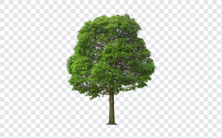 Tree Transparent, Tree, Tree Transparent PNG, Tree PNG, PNG, PNG Images, Transparent Files, png free, png file, Free PNG, png download,