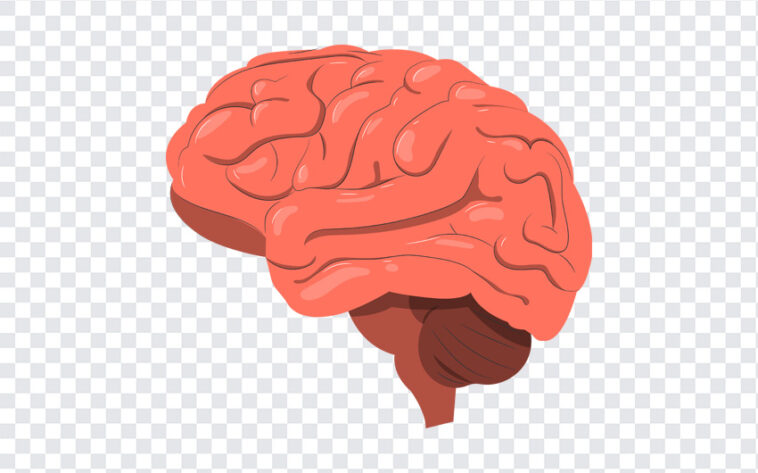 Vector Brain, Vector, Vector Brain PNG, Brain PNG, Brain Clipart, Brain Clipart png, Clipart, Clipart PNG, PNG, PNG Images, Transparent Files, png free, png file,