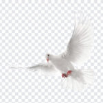 White Pigeon, White, White Pigeon PNG, Pigeon PNG, Peace, Peace Pigeon, PNG, PNG Images, Transparent Files, png free, png file,