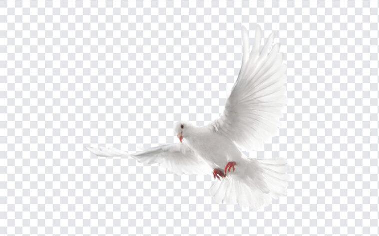 White Pigeon, White, White Pigeon PNG, Pigeon PNG, Peace, Peace Pigeon, PNG, PNG Images, Transparent Files, png free, png file,