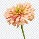 Zinnia Flower, Zinnia, Zinnia Flower PNG, Flower PNG, Transparent Flower Image, PNG, PNG Images, Transparent Files, png free, png file, Free PNG, png download,