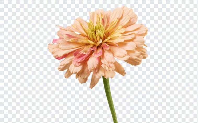Zinnia Flower, Zinnia, Zinnia Flower PNG, Flower PNG, Transparent Flower Image, PNG, PNG Images, Transparent Files, png free, png file, Free PNG, png download,