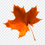 Autumn Leaf, Autumn, Autumn Leaf PNG, Leaf PNG, PNG, PNG Images, Transparent Files, png free, png file, Free PNG, png download,