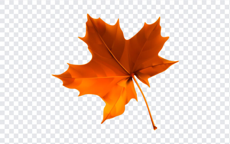Autumn Leaf, Autumn, Autumn Leaf PNG, Leaf PNG, PNG, PNG Images, Transparent Files, png free, png file, Free PNG, png download,