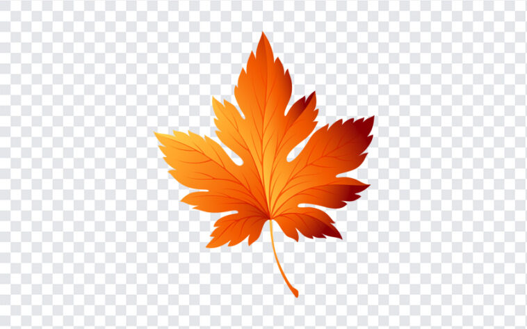 Autumn Leaf Transparent, Autumn Leaf, Autumn Leaf Transparent PNG, Autumn, Autumn Leaf PNG, PNG, PNG Images, Transparent Files, png free, png file, Free PNG, png download,