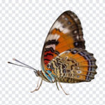 Butterfly, Butterfly PNG, PNG, PNG Images, Transparent Files, png free, png file, Free PNG, png download,