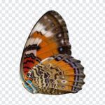 Butterfly Wing, Butterfly, Butterfly Wing PNG, PNG, PNG Images, Transparent Files, png free, png file, Free PNG, png download,