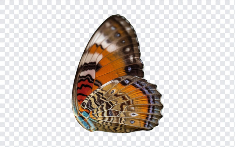Butterfly Wing, Butterfly, Butterfly Wing PNG, PNG, PNG Images, Transparent Files, png free, png file, Free PNG, png download,