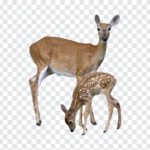 Deers, Animal PNG, Deers PNG, Animal, Deer, PNG, PNG Images, Transparent Files, png free, png file, Free PNG, png download,