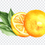Hand drawn Lemon, Hand drawn, Hand drawn Lemon PNG, Lemon PNG, PNG, PNG Images, Transparent Files, png free, png file, Free PNG, png download,