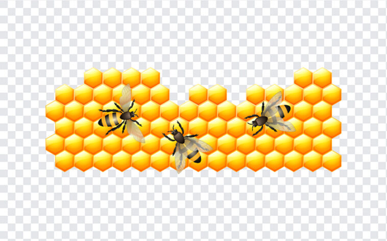 Honey Comb, Honey, Honey Comb PNG, PNG, PNG Images, Transparent Files, png free, png file, Free PNG, png download,