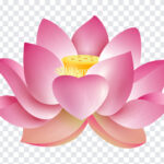 Lotus Flower, Lotus, Lotus Flower PNG, Flower PNG, Fowers, PNG, PNG Images, Transparent Files, png free, png file, Free PNG, png download,