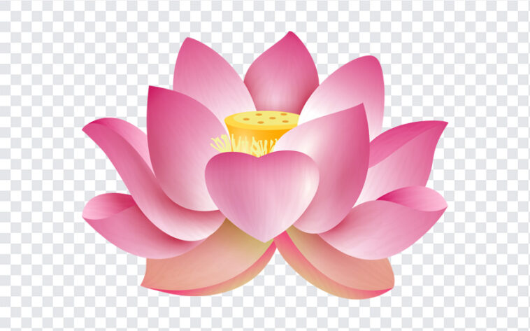 Lotus Flower, Lotus, Lotus Flower PNG, Flower PNG, Fowers, PNG, PNG Images, Transparent Files, png free, png file, Free PNG, png download,