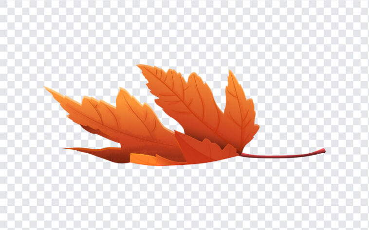 Orange Fallen Leaf, Orange Fallen, Orange Fallen Leaf PNG, Orange, PNG, PNG Images, Transparent Files, png free, png file, Free PNG, png download,