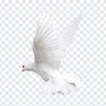 Pigeon White Transparent, Pigeon White, Pigeon White Transparent PNG, White Pigeon, Pigeon, PNG, PNG Images, Transparent Files, png free, png file, Free PNG, png download,